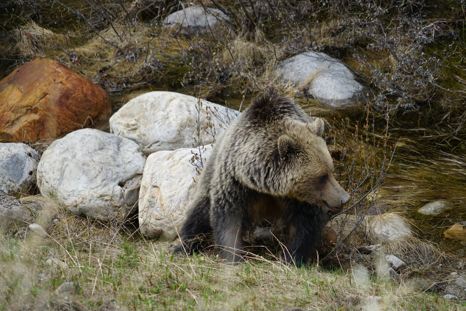 Grizzly in nature life