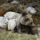 Grizzly in nature life