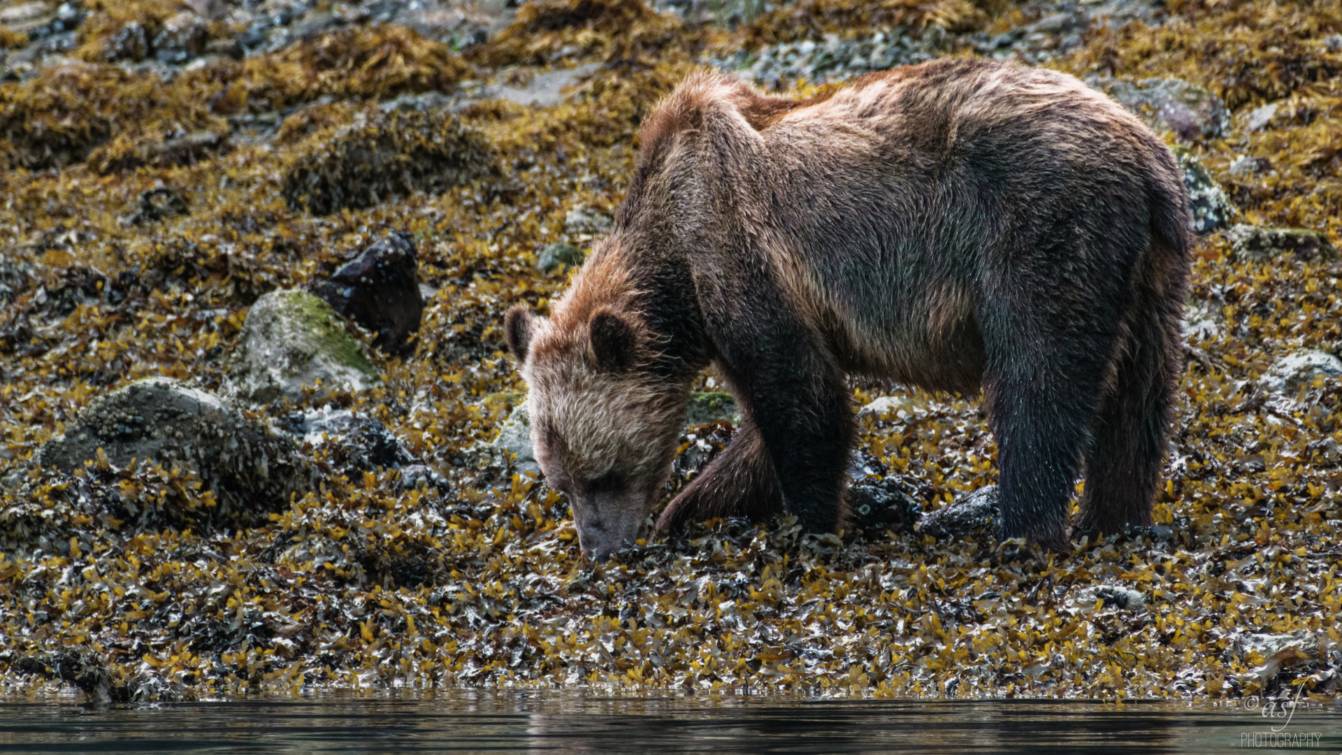 Grizzly in the Great Bear Rainforest, British Columbia, Kanada