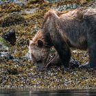 Grizzly in the Great Bear Rainforest, British Columbia, Kanada