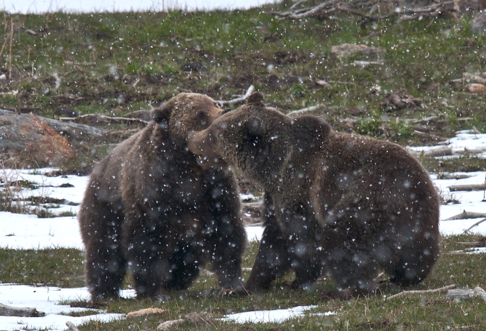 Grizzly Kisses