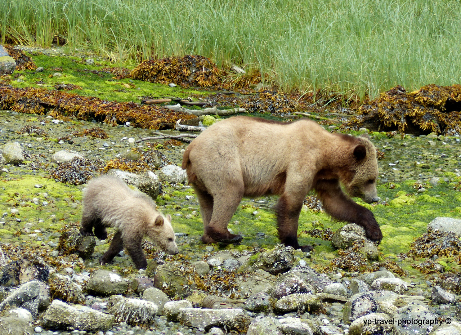 Grizzly - Knight Inlet