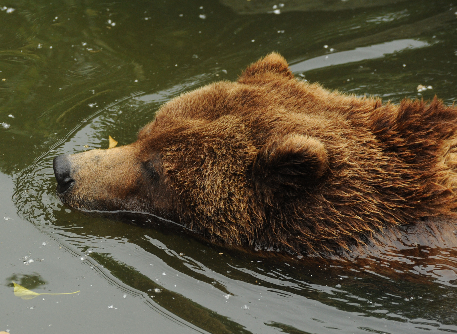 Grizzly Kölner-Zoo 05/2011 02