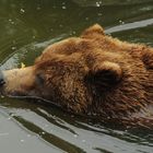 Grizzly Kölner-Zoo 05/2011 02