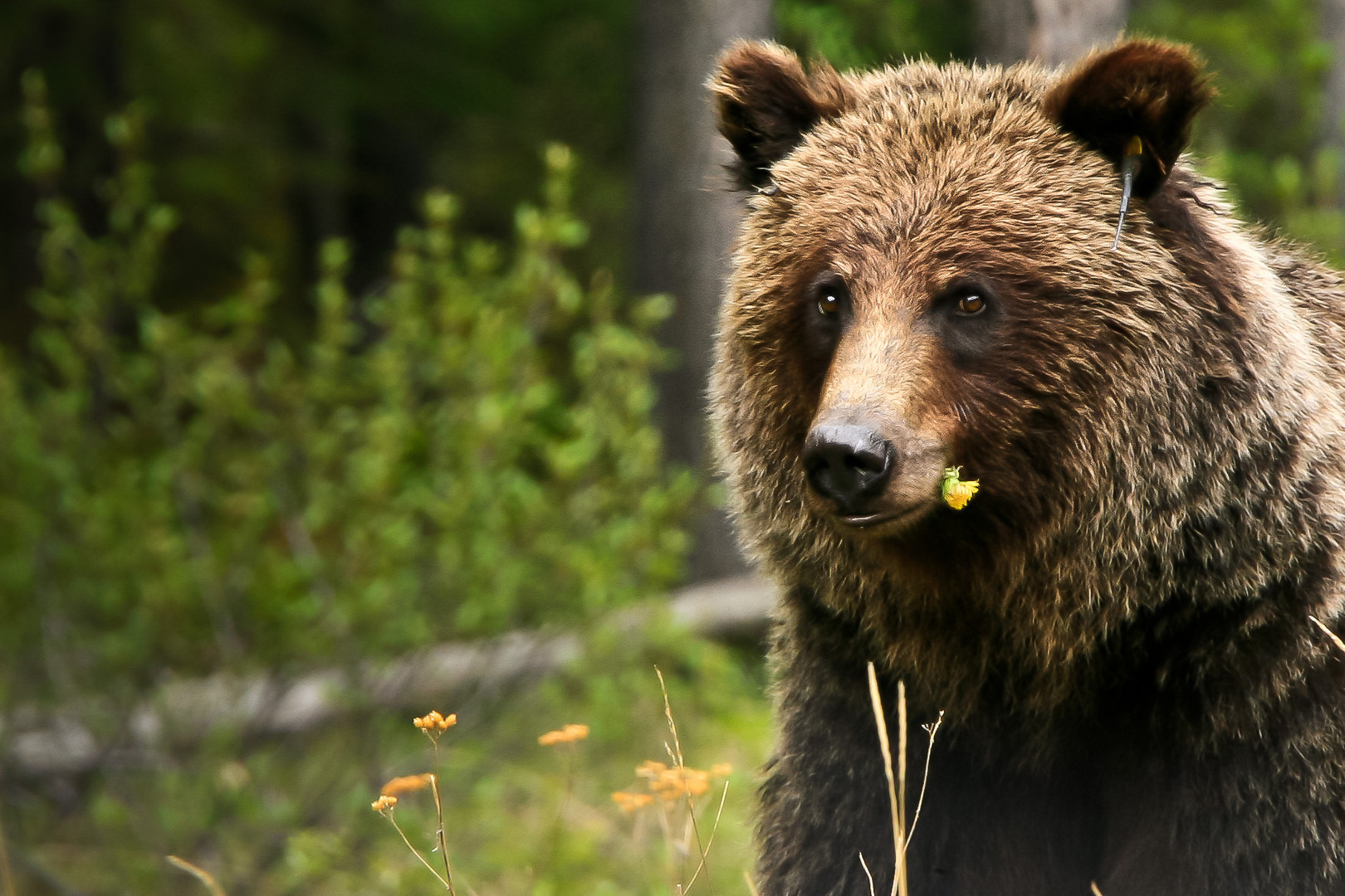 Grizzly mit Blume