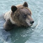 Grizzly mit erbeutetem Lachs