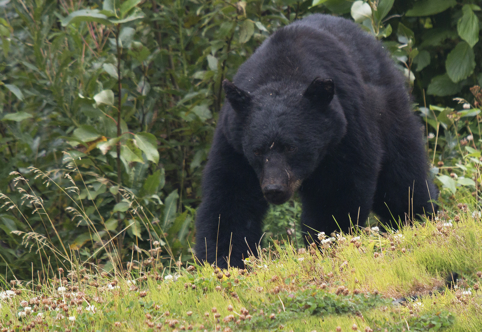 Grizzly nähert sich lautlos