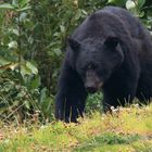 Grizzly nähert sich lautlos