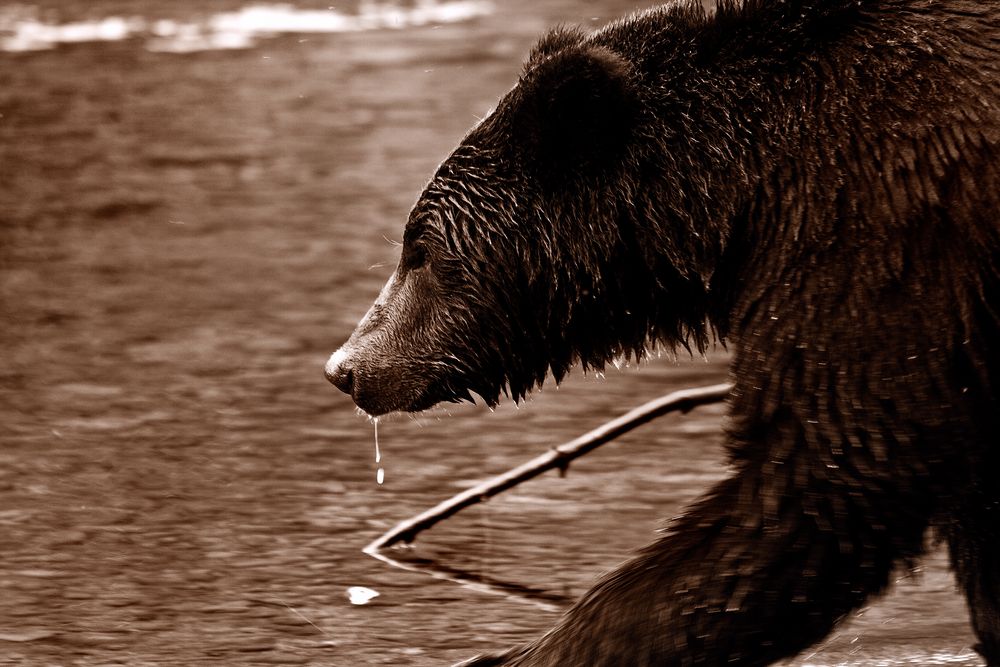 Grizzly - On the way to the salmon dinner