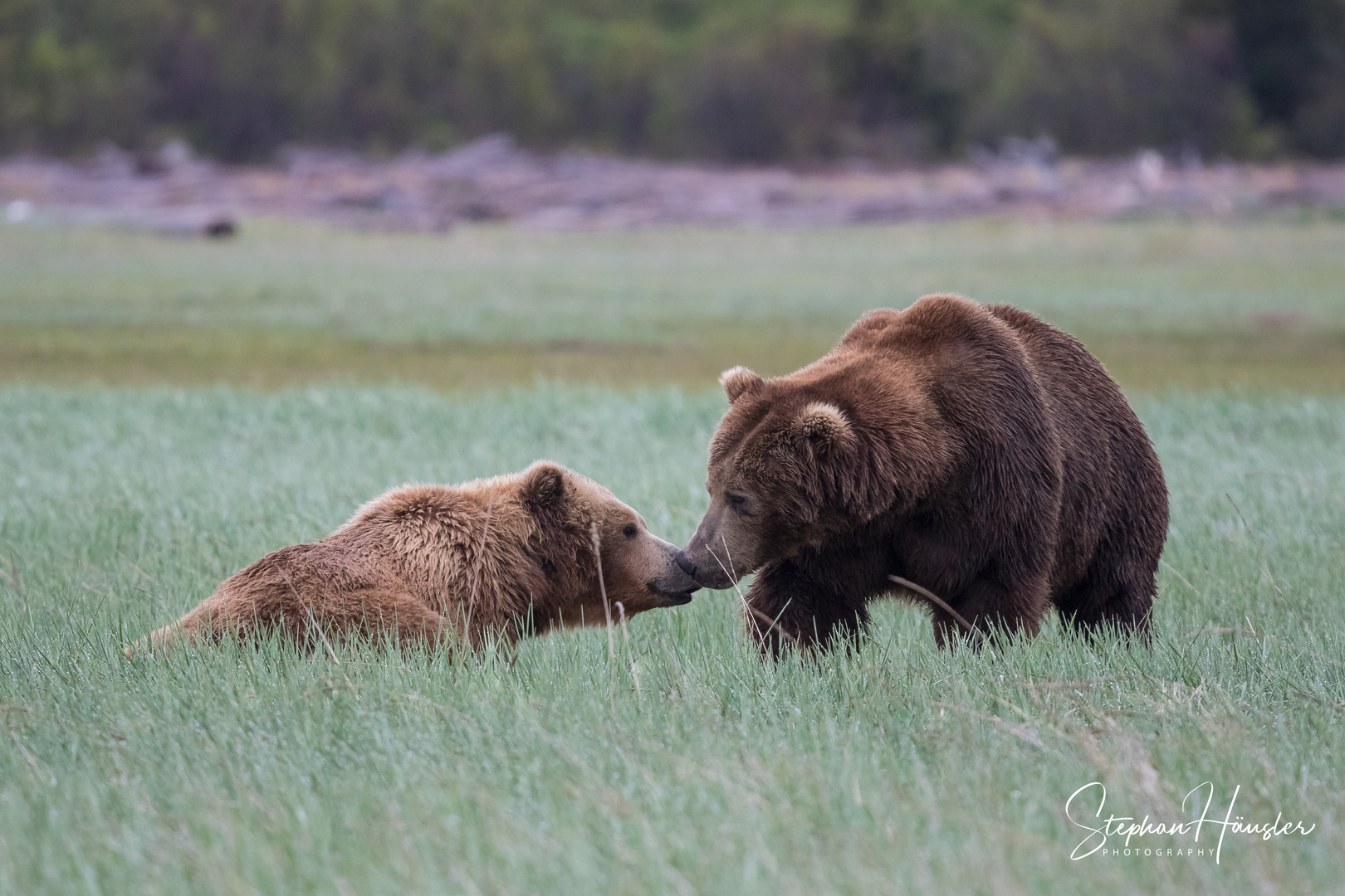 Grizzly Paar