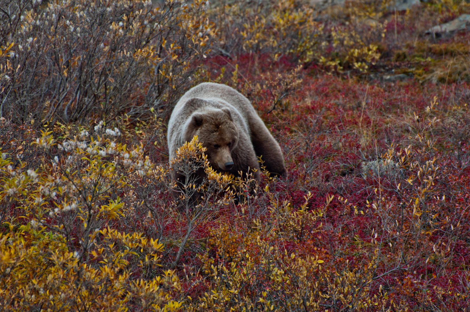 Grizzly prepairs for winter time