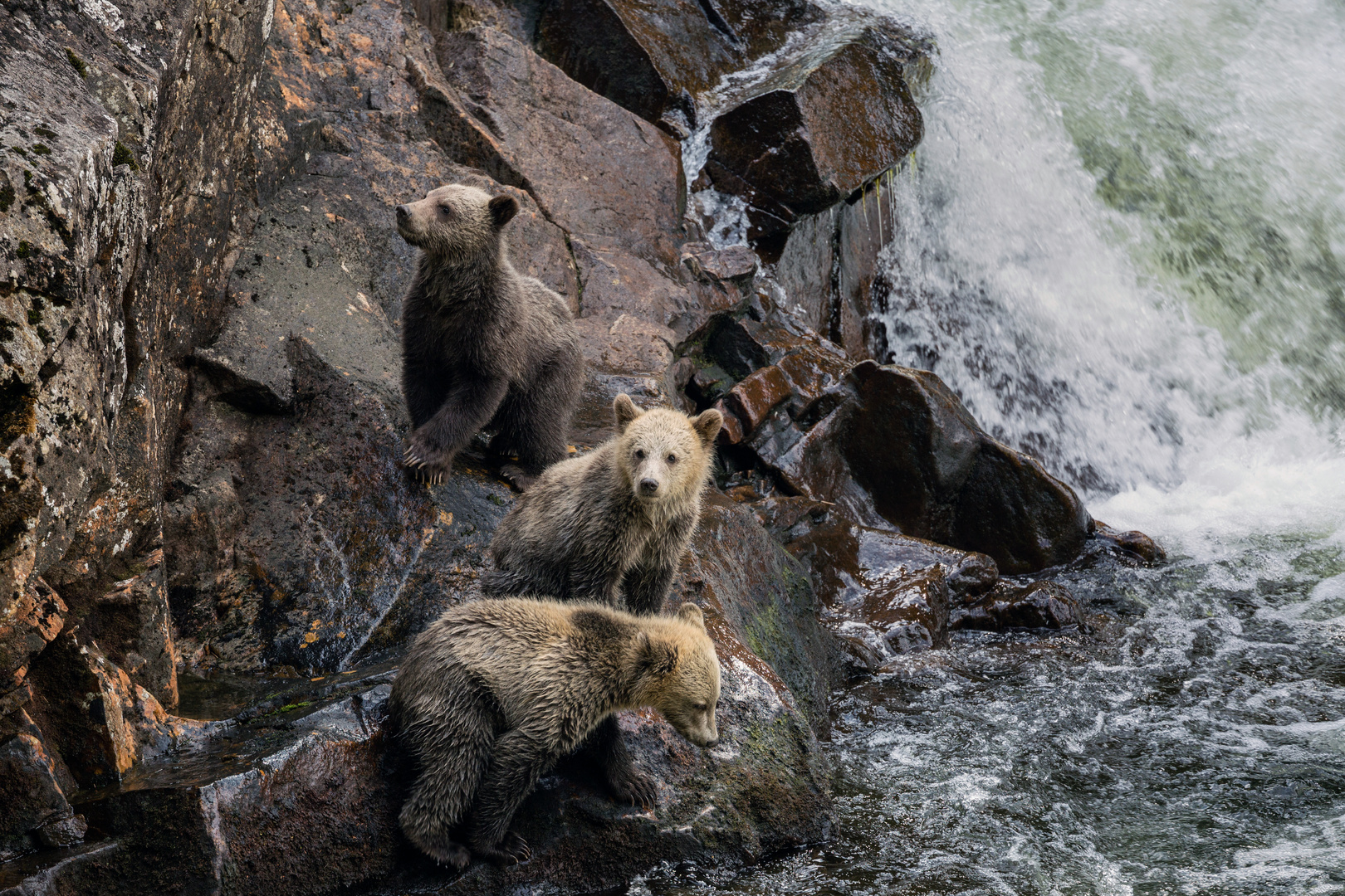 Grizzly Trio