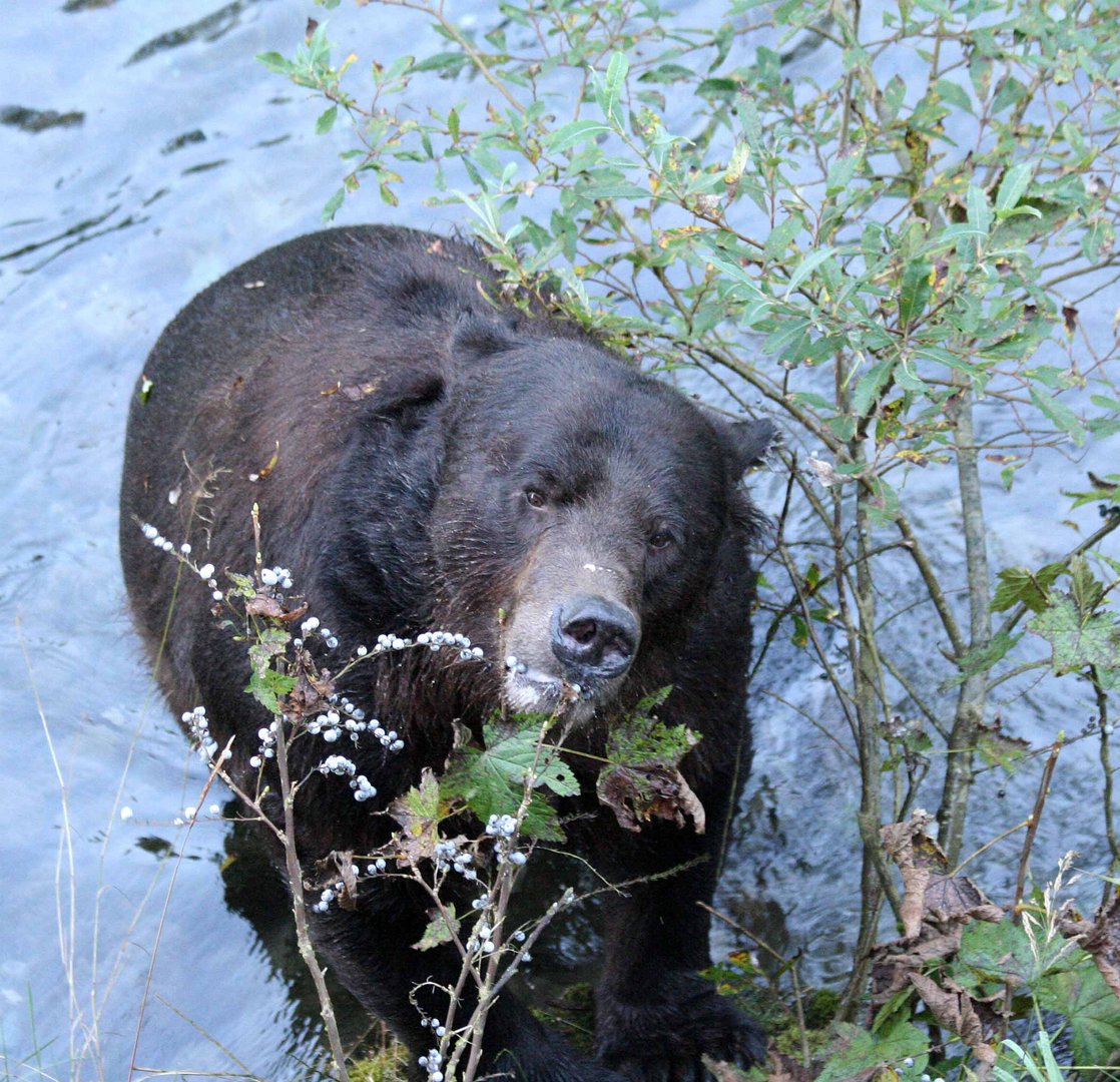 Grizzly (Ursus arctos) (1)