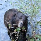 Grizzly (Ursus arctos) (1)