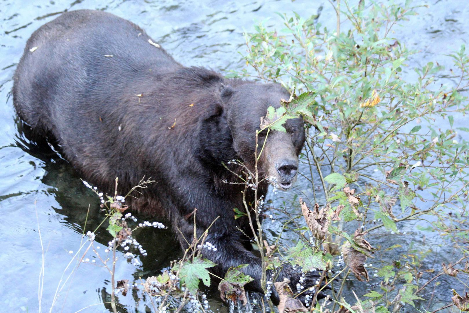 Grizzly (Ursus arctos) (2)