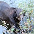 Grizzly (Ursus arctos) (2)