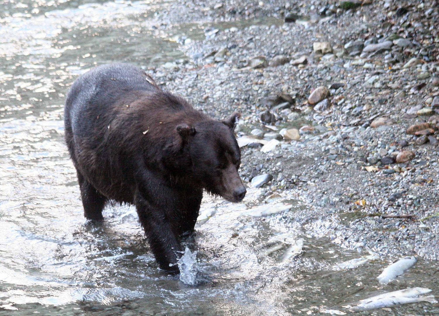 Grizzly (Ursus arctos) (4)