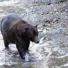 Grizzly (Ursus arctos) (4)