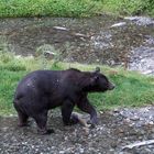 Grizzly (Ursus arctos) (5)