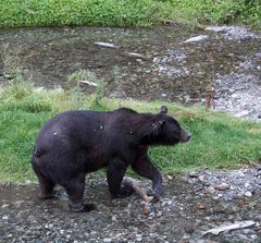 Grizzly (Ursus arctos) (5)