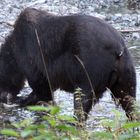 Grizzly (Ursus arctos) (6)