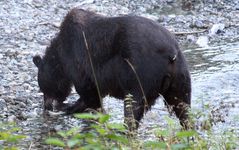 Grizzly (Ursus arctos) (6)