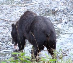 Grizzly (Ursus arctos) (7)