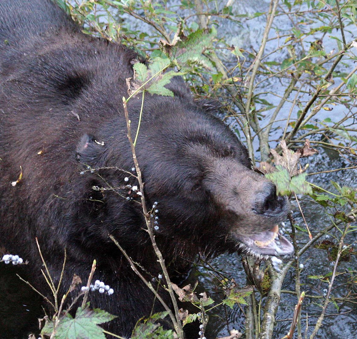 Grizzly (Ursus arctos) (8)