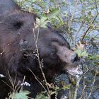 Grizzly (Ursus arctos) (8)