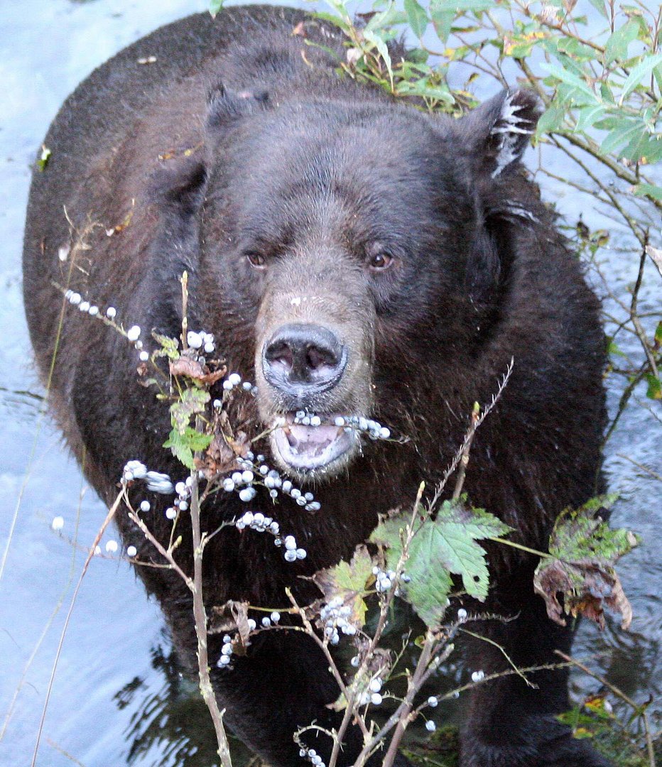 Grizzly (Ursus arctos) (9)