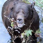 Grizzly (Ursus arctos) (9)