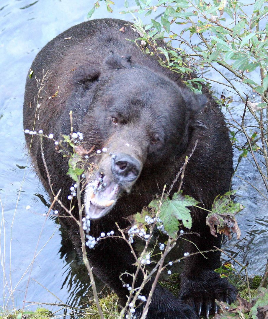 Grizzly (Ursus artos) (10)