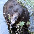 Grizzly (Ursus artos) (10)