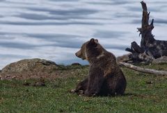 Grizzly verträumt