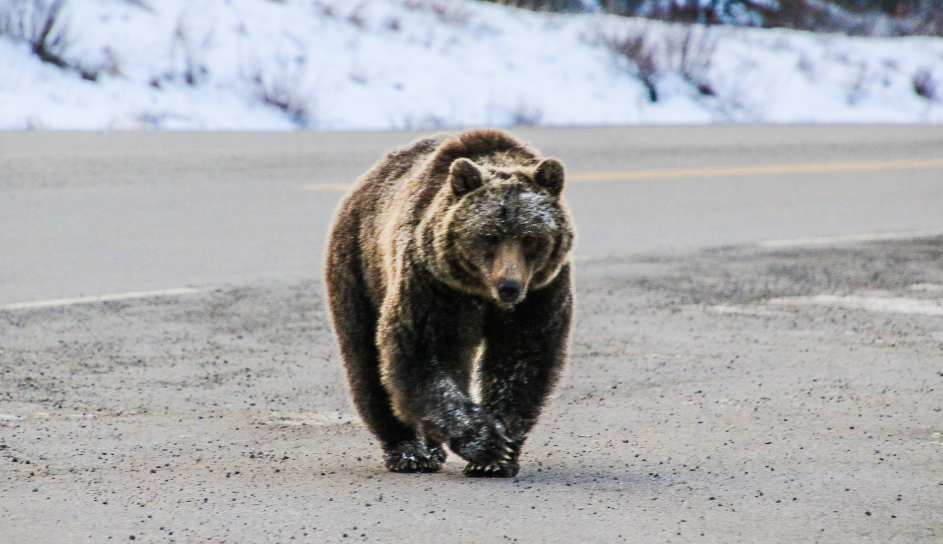 Grizzly will zu mir und beschleunigt den Gang