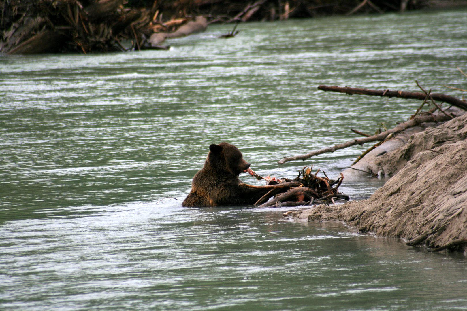 Grizzly Yukon 2