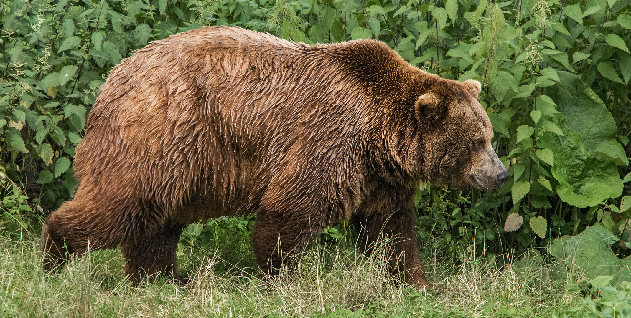 Grizzlybär 003 Foto & Bild deutschland, europe, niedersachsen Bilder