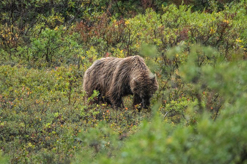 Grizzlybär