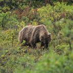 Grizzlybär