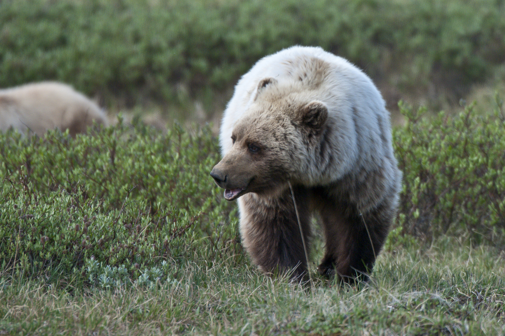 Grizzlybär