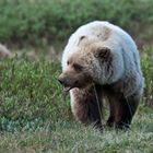 Grizzlybär