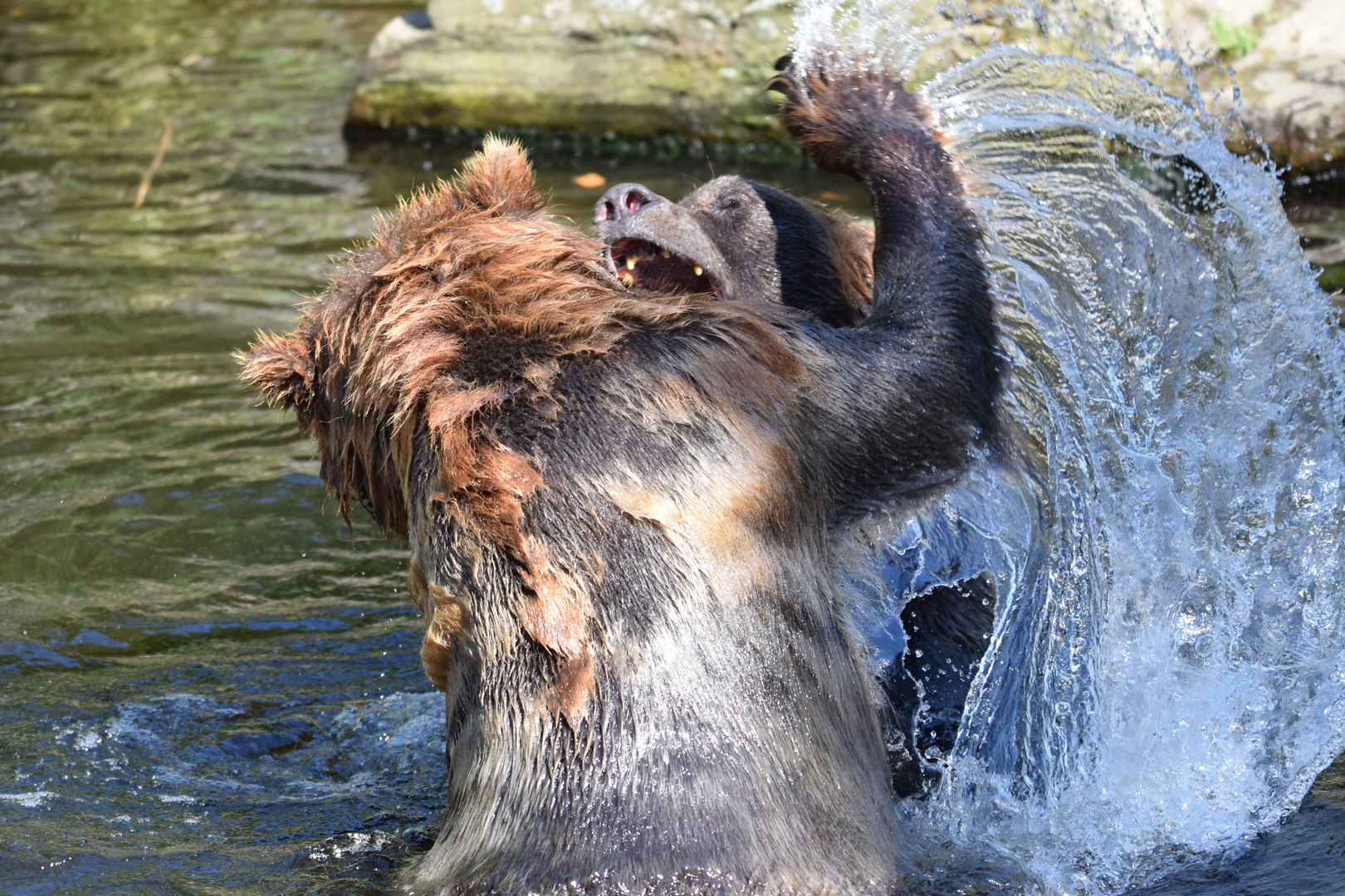 Grizzlybär Attacke