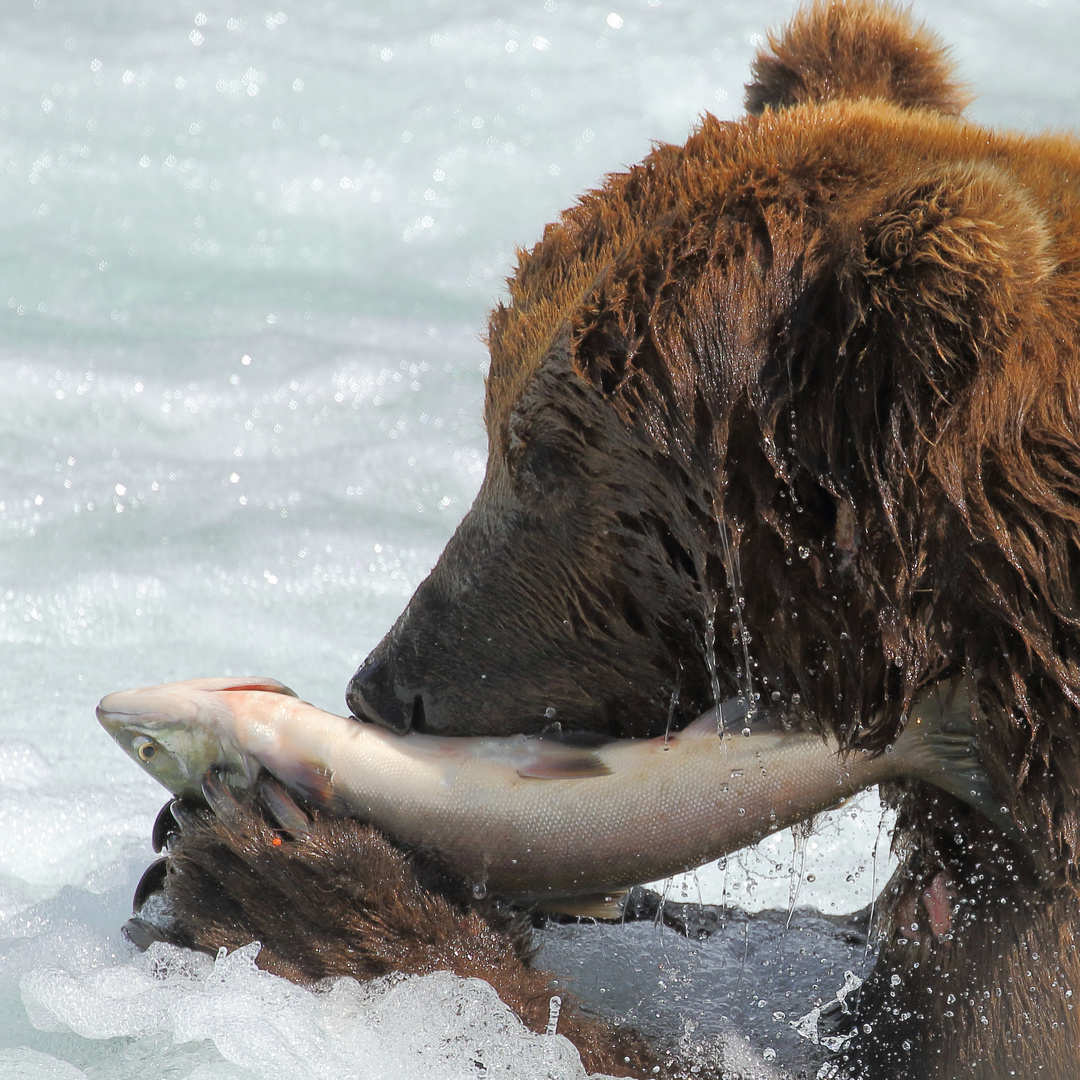 Grizzlybär beim Lachsverzehr