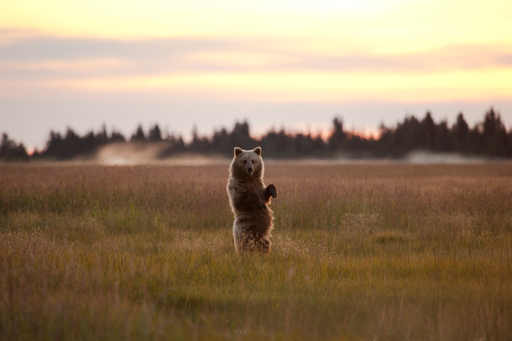 Grizzlybär in der Morgendämmerung