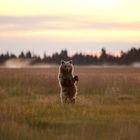 Grizzlybär in der Morgendämmerung