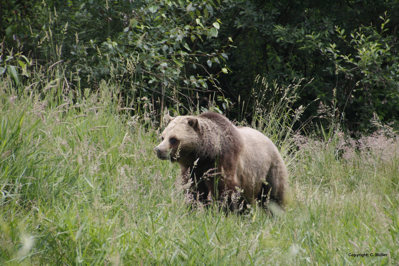 Grizzlybär in Kanada