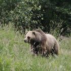 Grizzlybär in Kanada