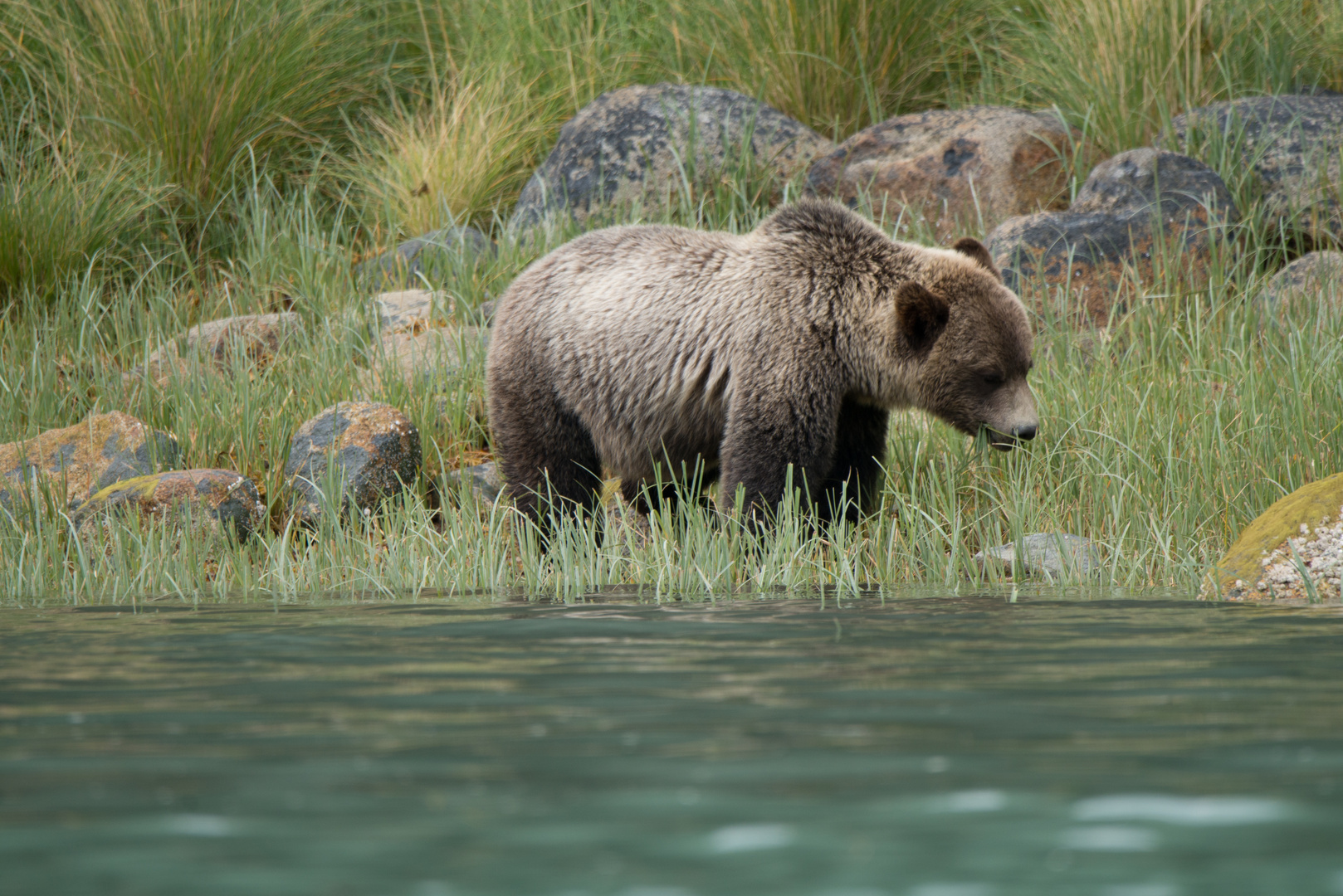 Grizzlybär, Kanada