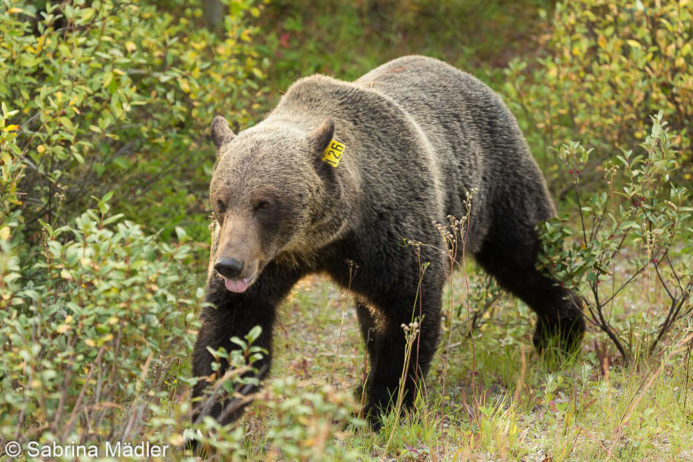 Grizzlybär, Lake Louise