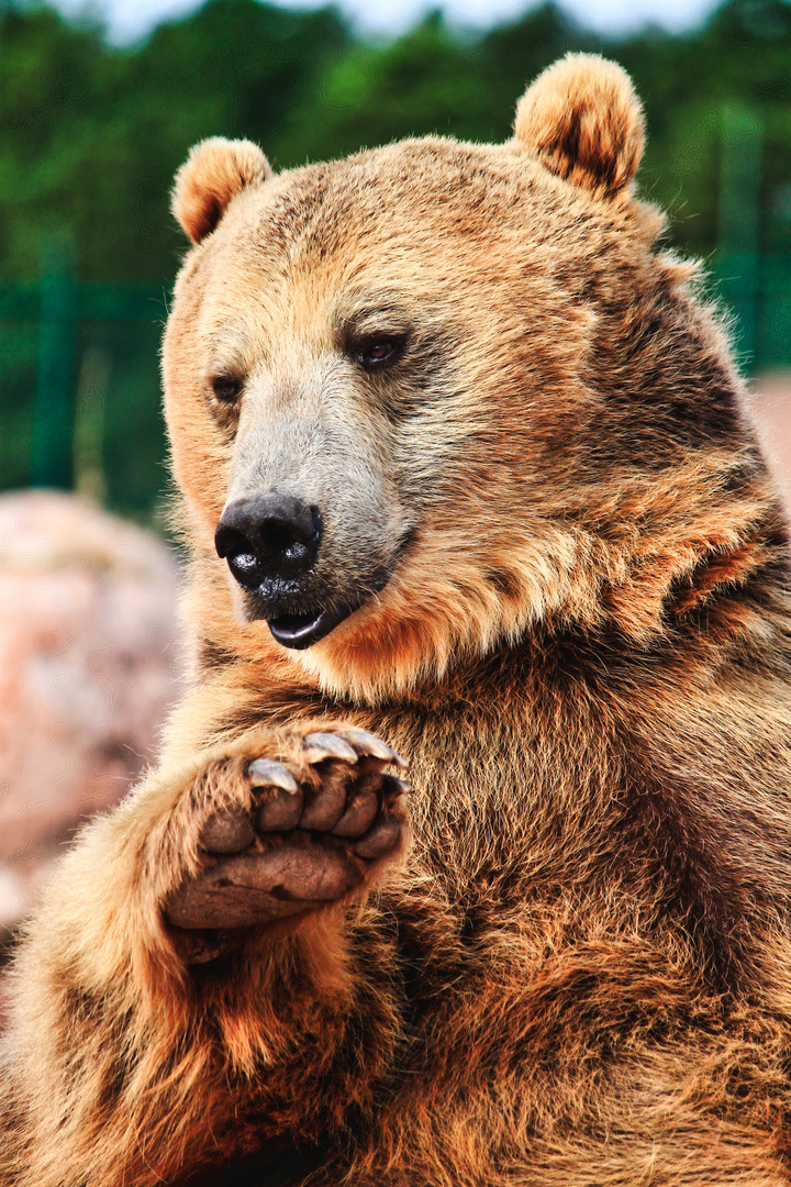 Grizzlybär Porträt